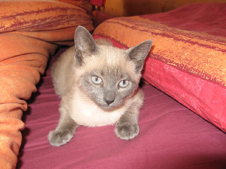 2007-03 Saphir 020.jpg